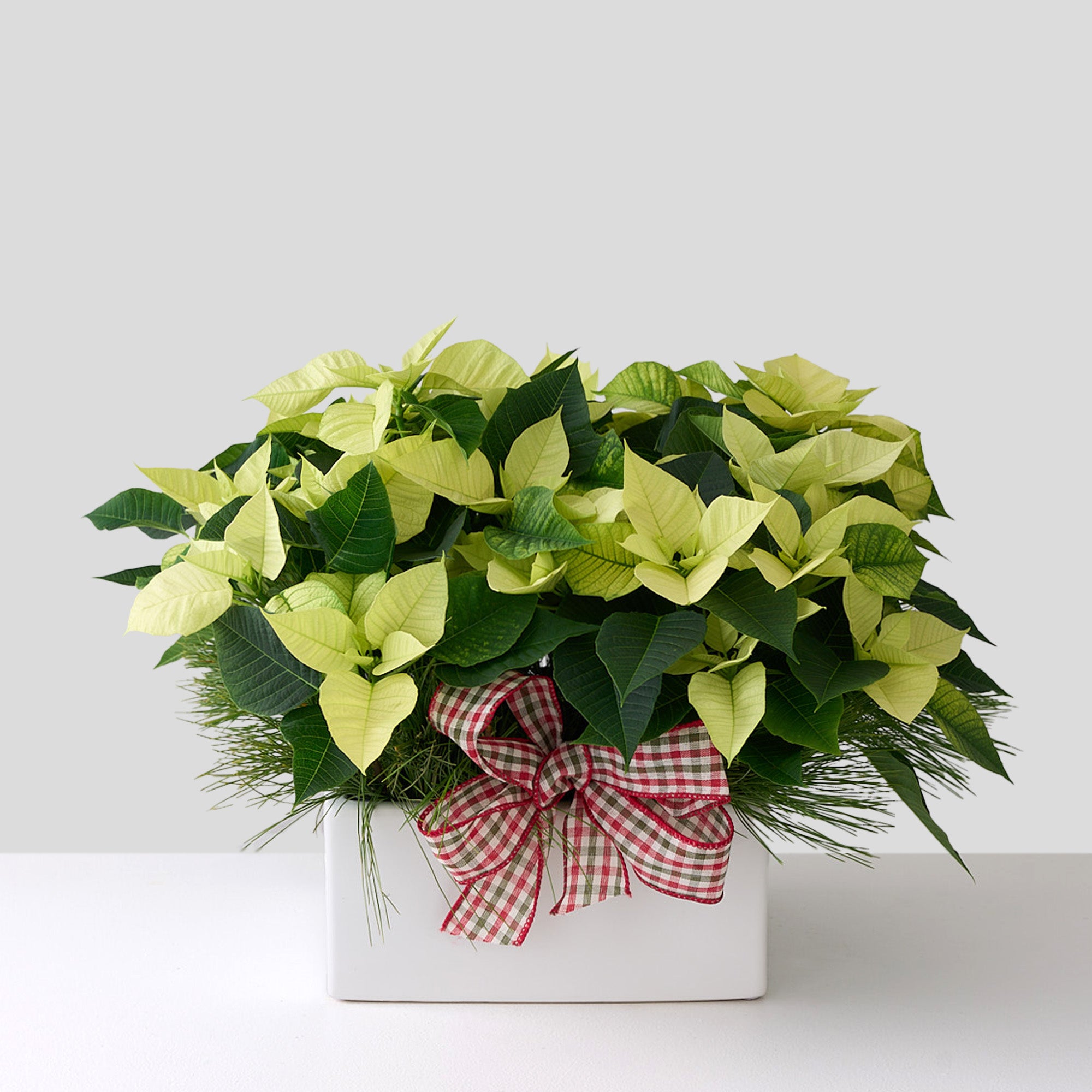 mini poinsettias with white pine branches and checkered bow in square white ceramic pot