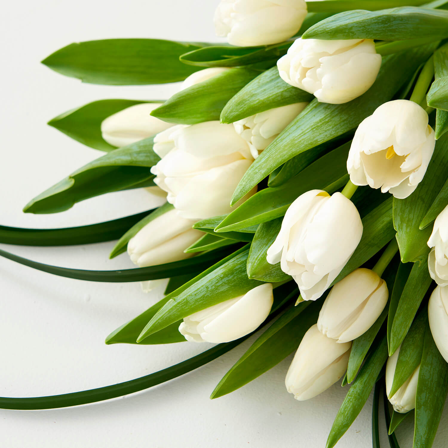 close up photo of white tulip blooms 