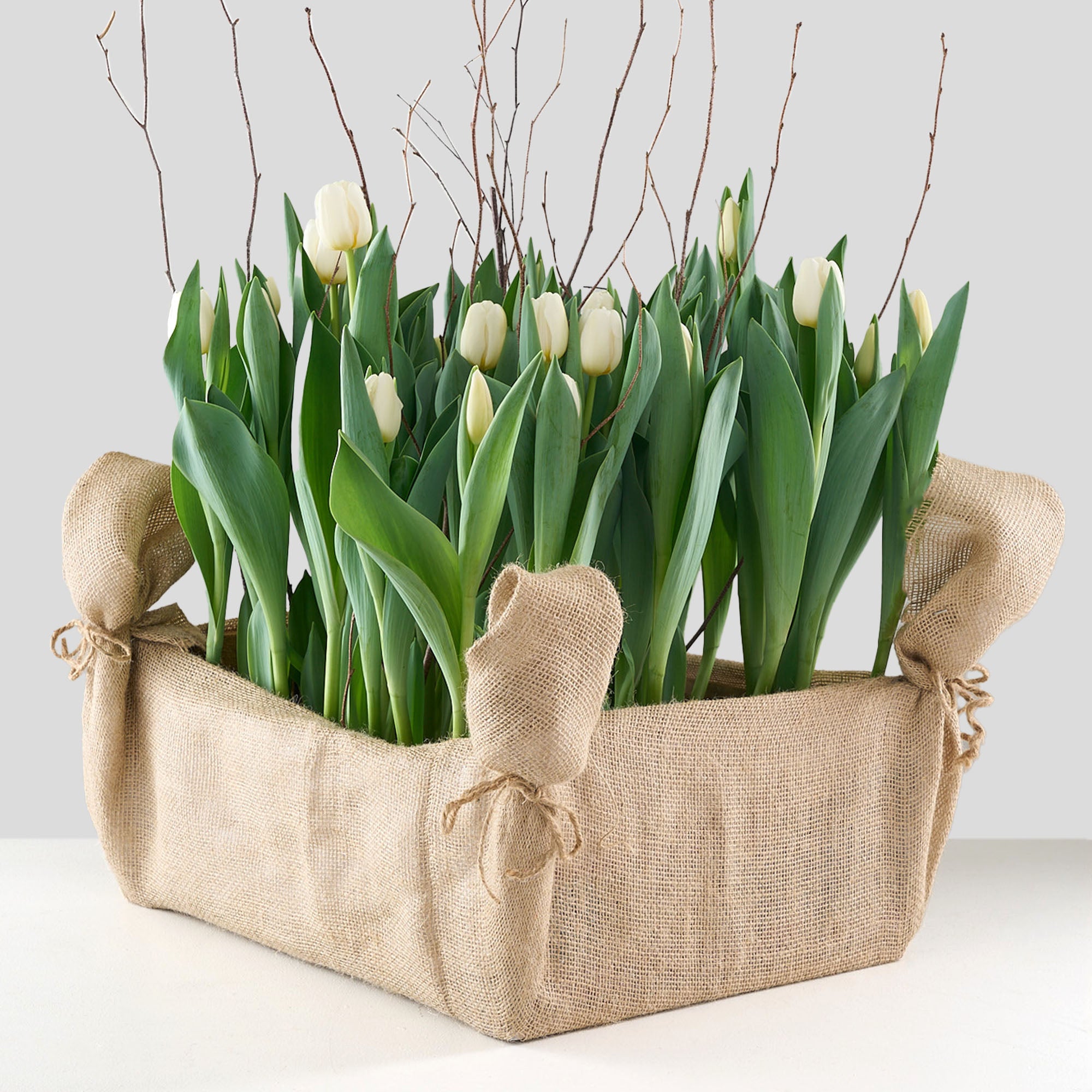 40 white tulips in burlap wrapped crate