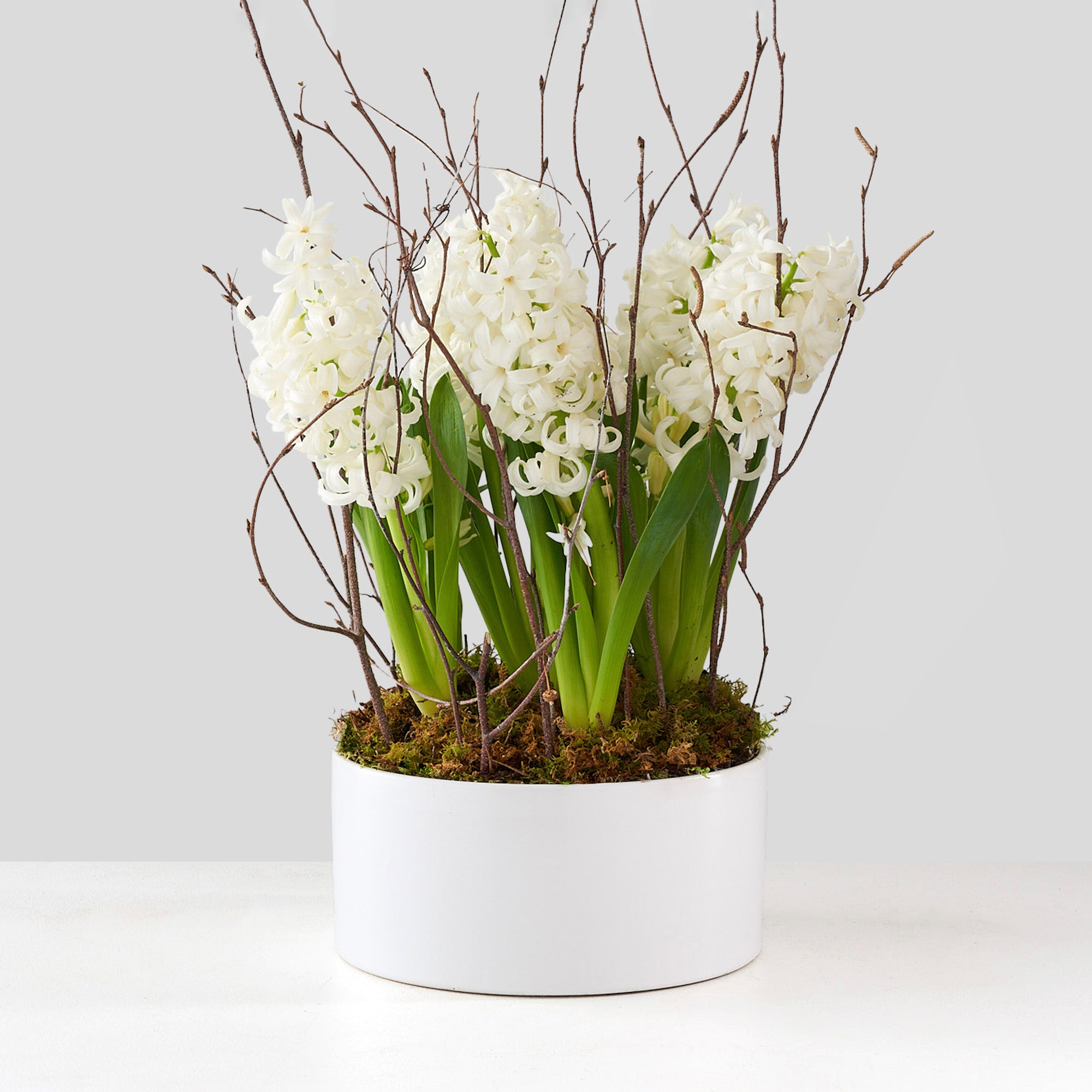 5 white hyacinth in a white ceramic pot with birch branches