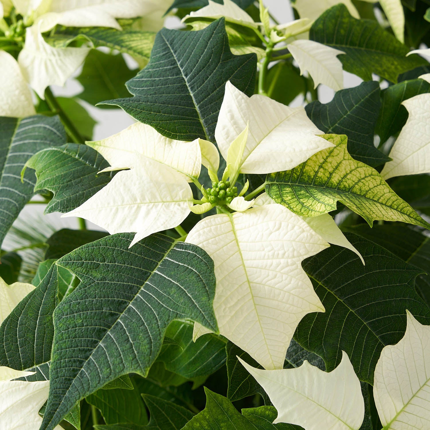 closeup of snow white poinsettia plant