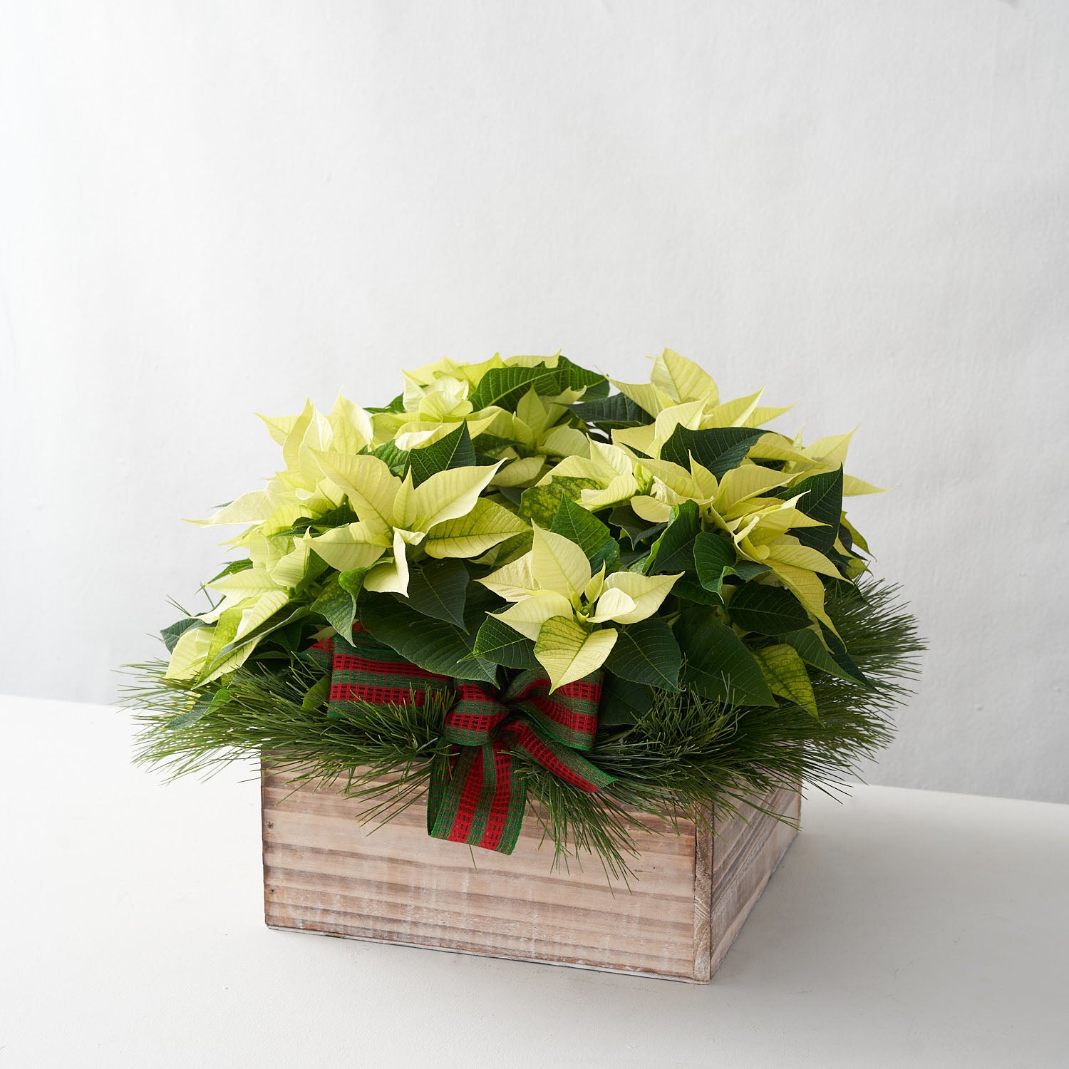 small white poinsettias in white washed wooden box with pine and green and red ribbon,