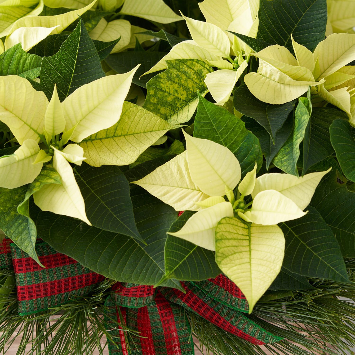 Closeup of white poinsettia with red and green ribbon and pine.
