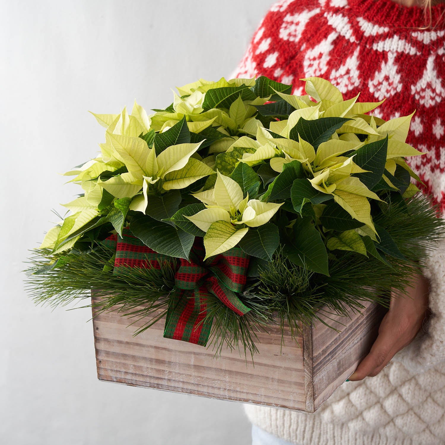 Person in red and white sweater holding wooden box with white poinsettia, pine boughs and red and green bow.