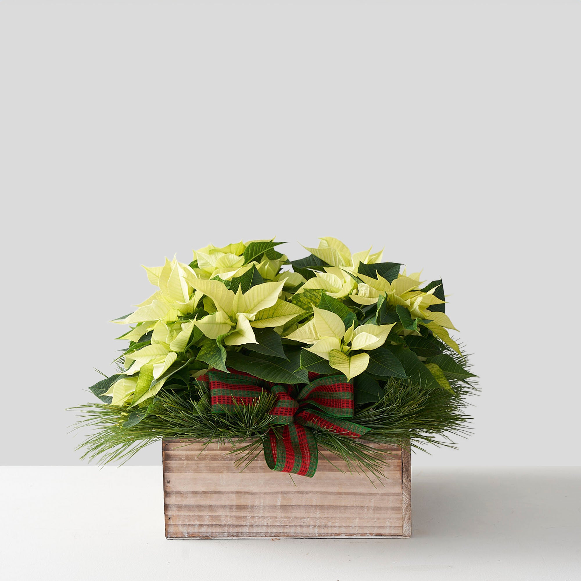Large white poinsettia in wooden, white washed, box with pine, and green and red ribbon