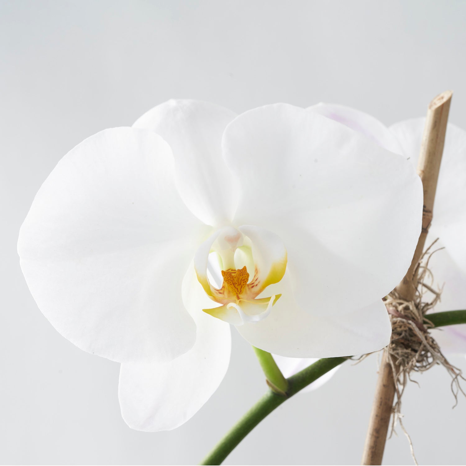 Closeup of white phalaenopsis orchid, with yellow center, on white background.