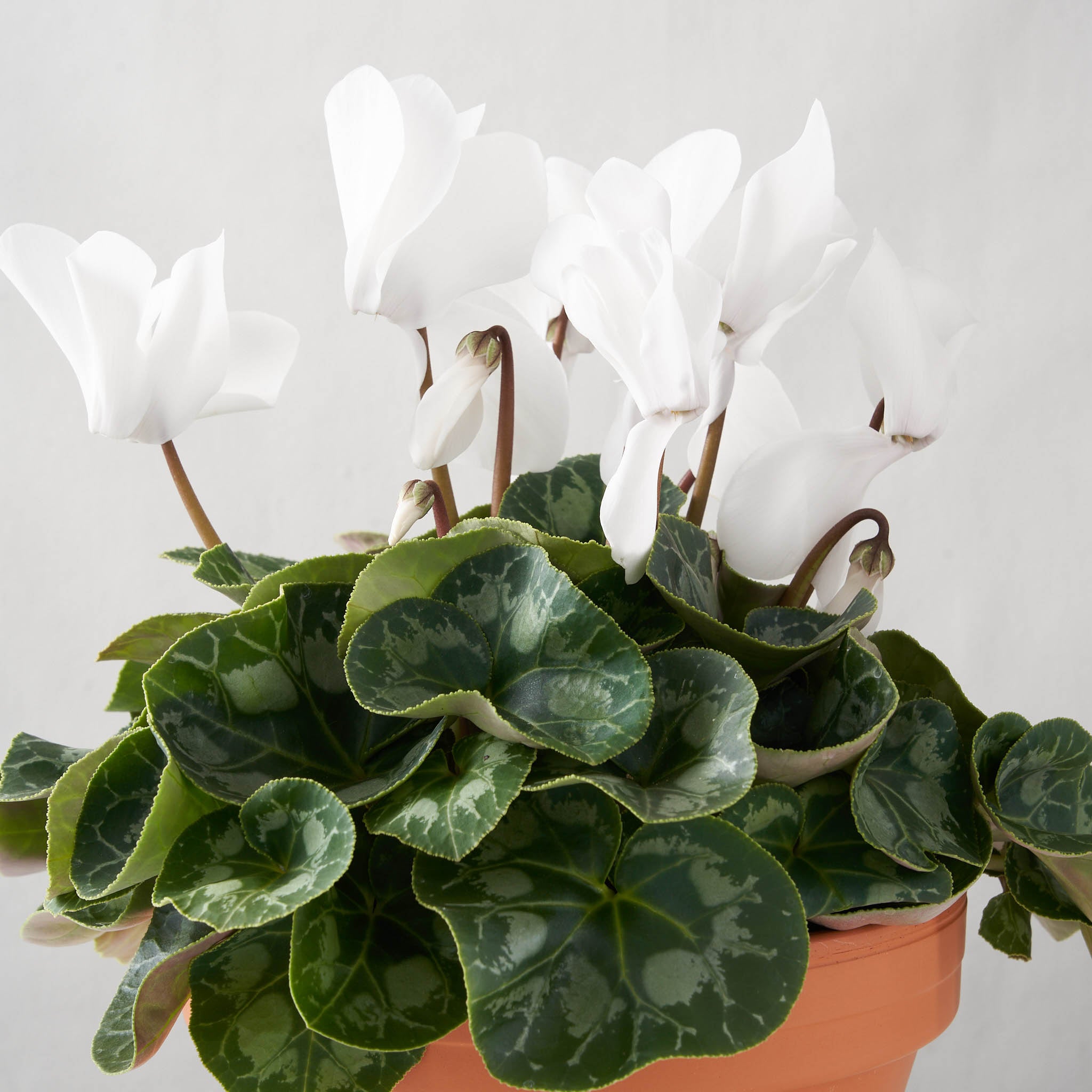 Closeup of white cyclamen plant.