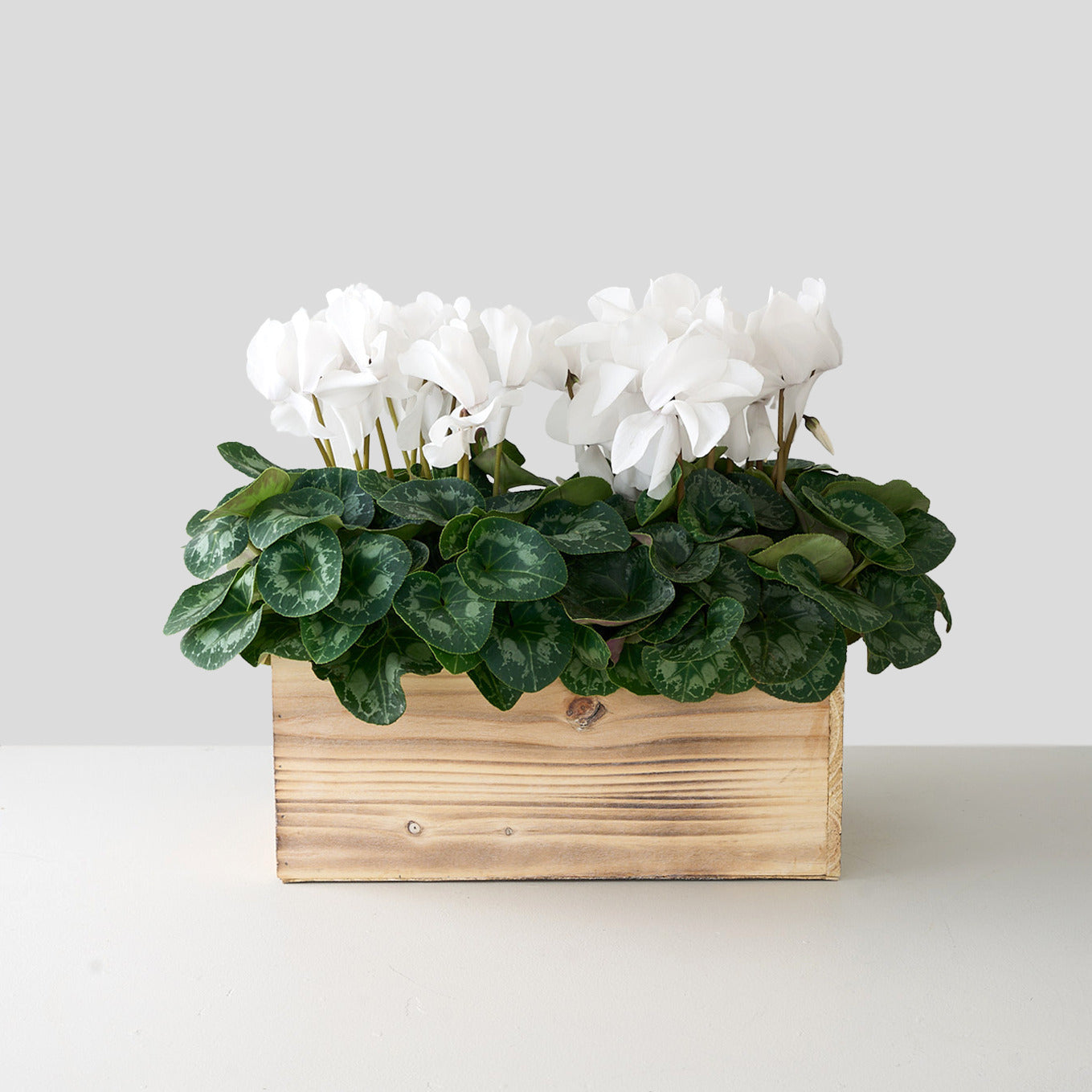 Boîte de cyclamens blanches