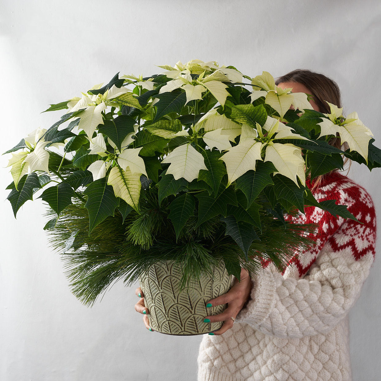 Woman in red and white sweater holding white poinsettia plant.