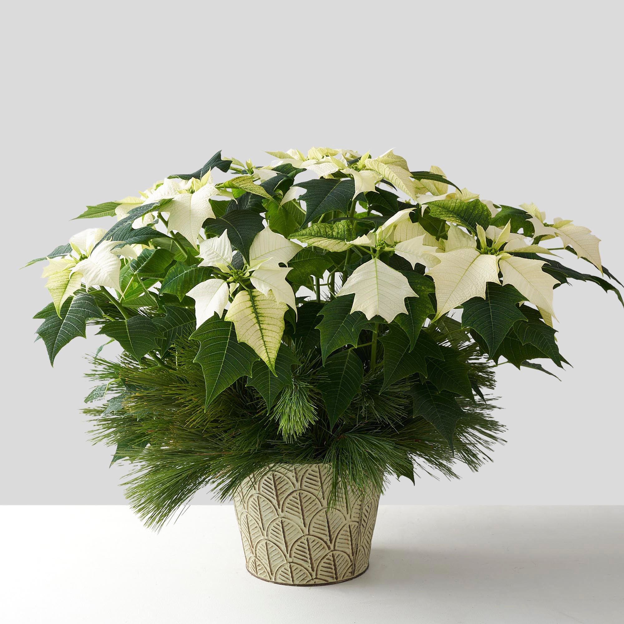 White poinsettia plant in patterned tin pot with pine boughs.