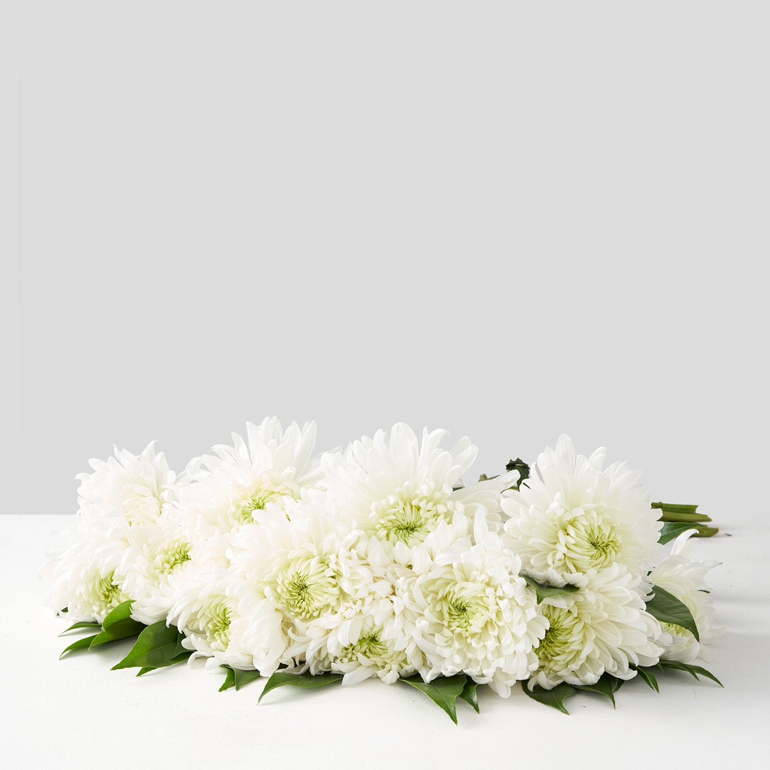 Large bouquet of chrysanthemums on white background.