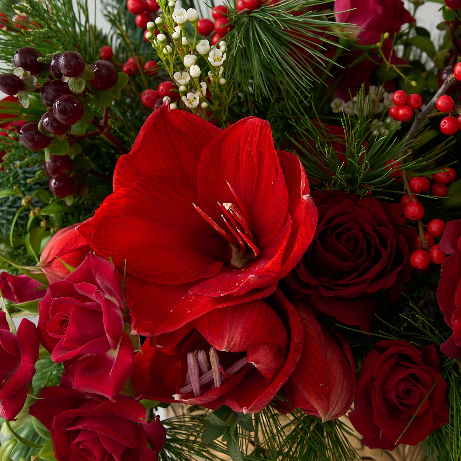 Up close photo of a red amaryllis, roses, ilex, hypericum with cedar and pine greens