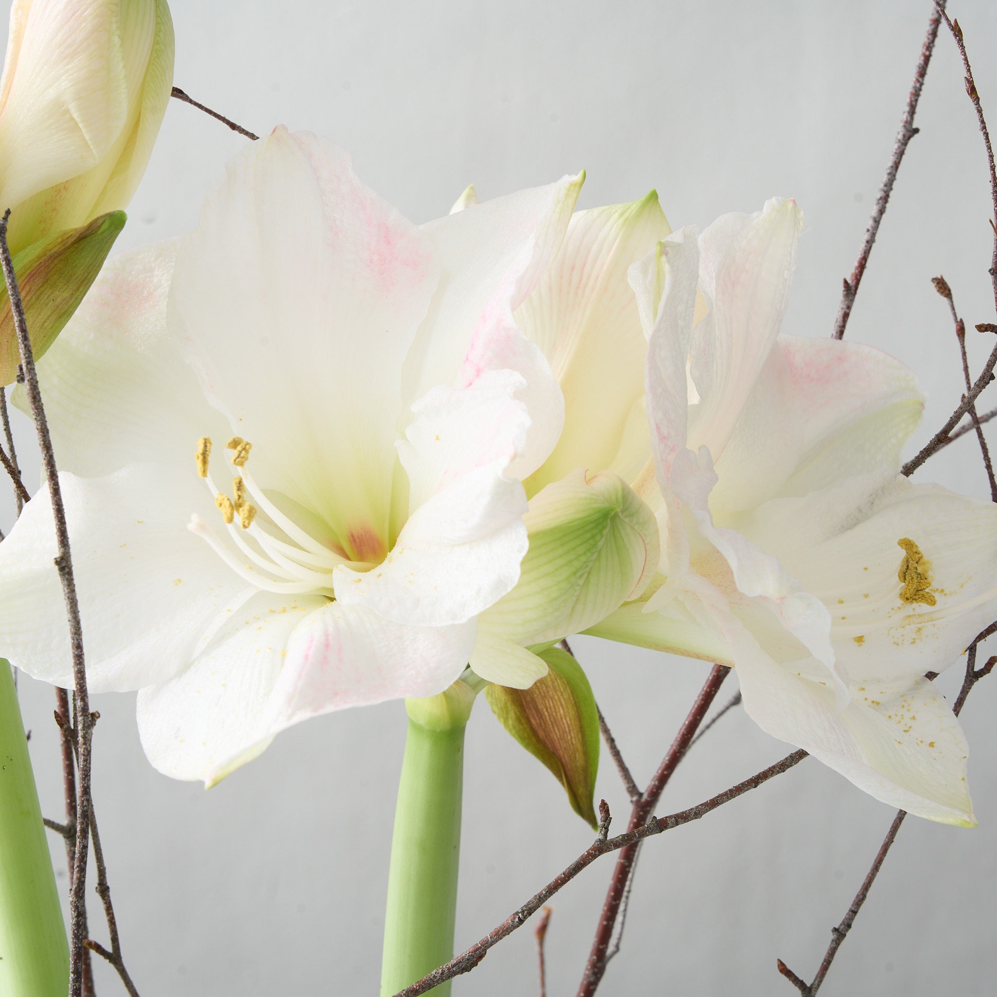 Deux bulbes d'amaryllis roses dans un pot déco doré