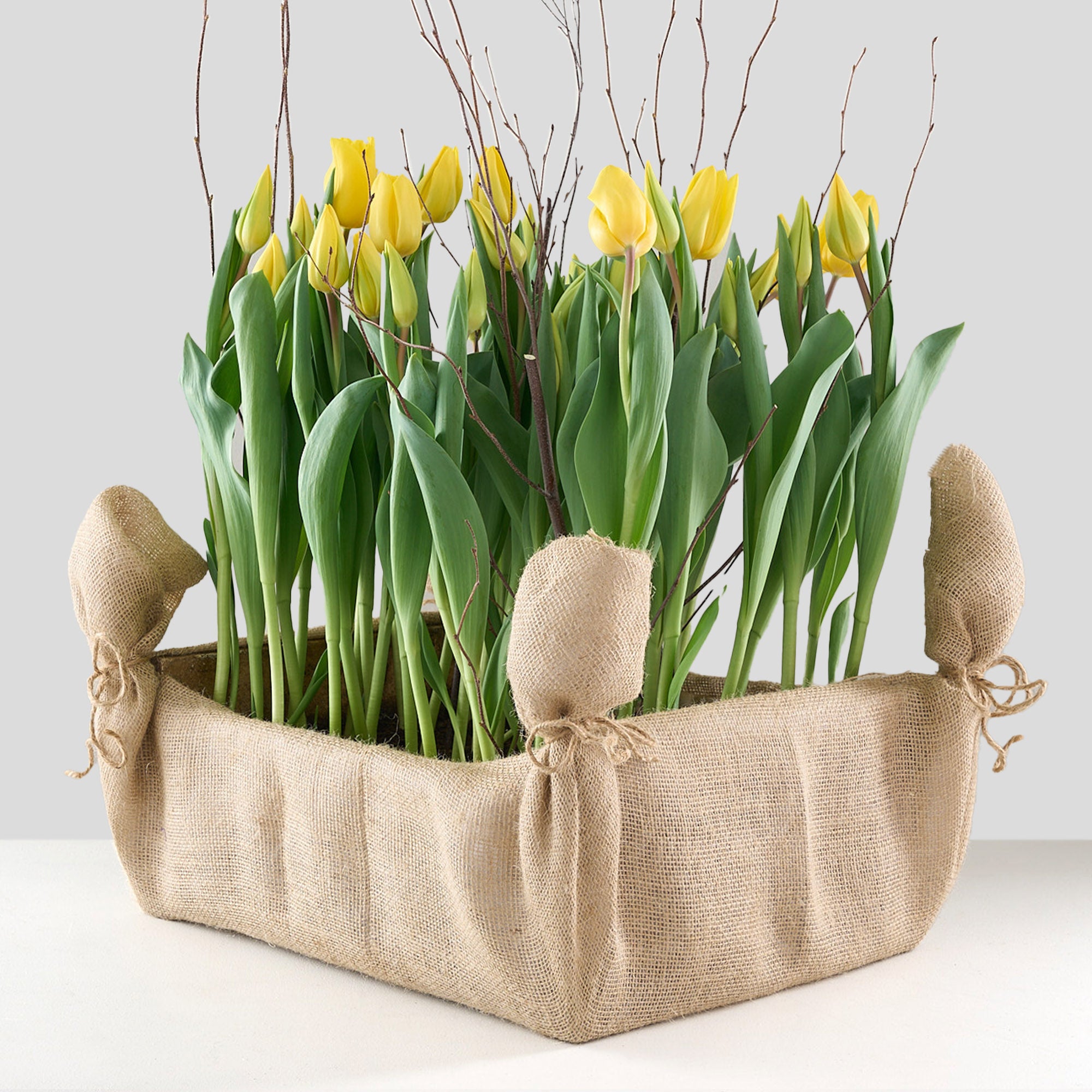 40 yellow tulips in burlap wrapped crate