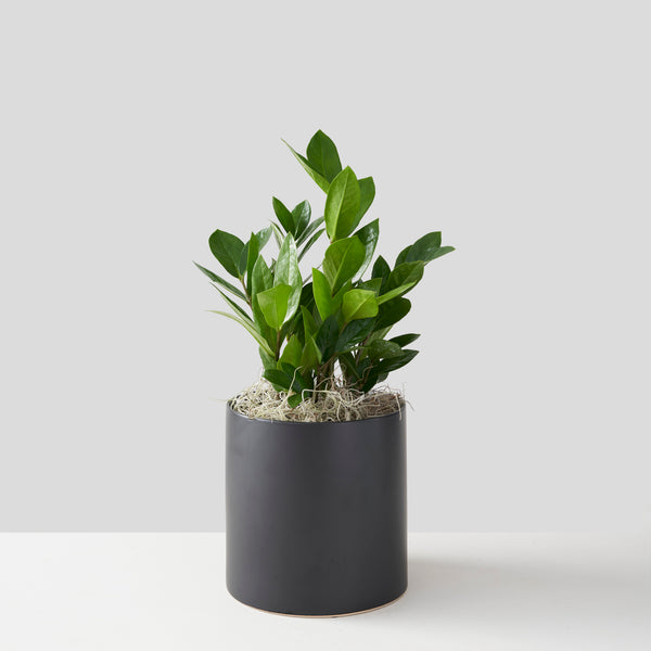 plante zz prix Plante ZZ